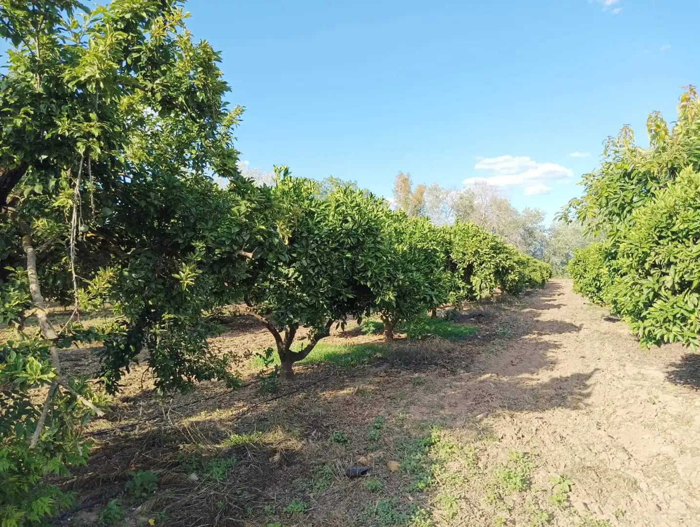 Terreno en venta en La Algaba
