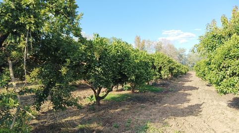VENTA DE TERRENO RUSTICO AGRICOLA, Bild 5