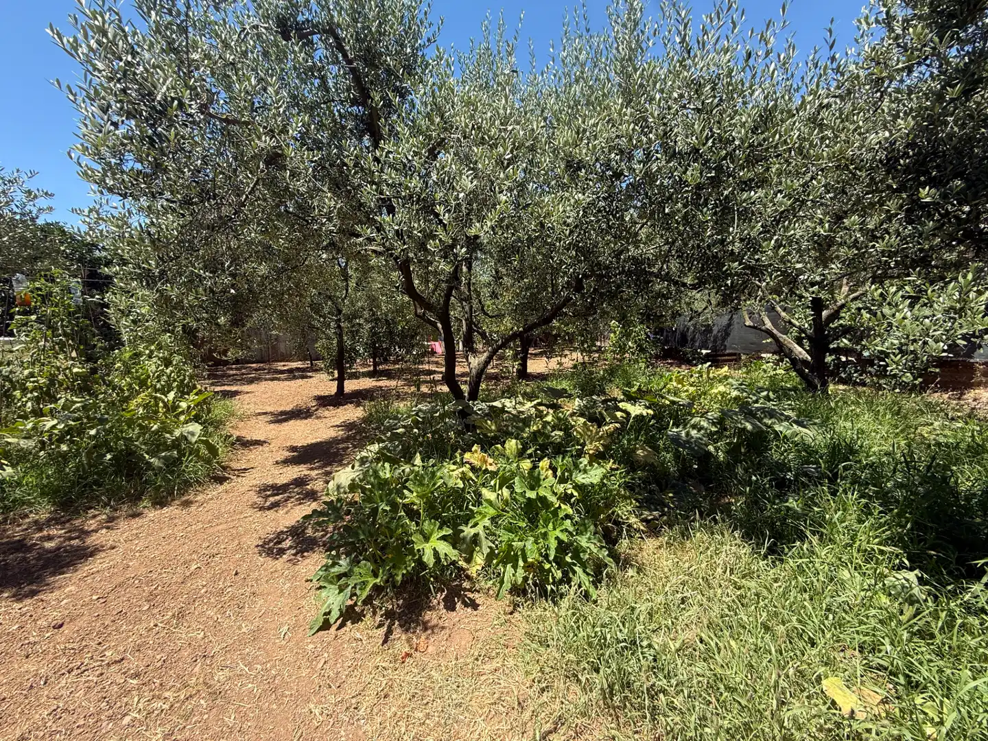 Rustikales Grundstück zum Verkauf in El Camí de Vila-seca 28, imagen 2