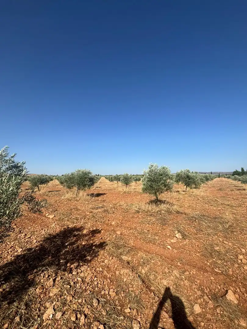 Rural land for sale in Valdepeñas, imagen 4