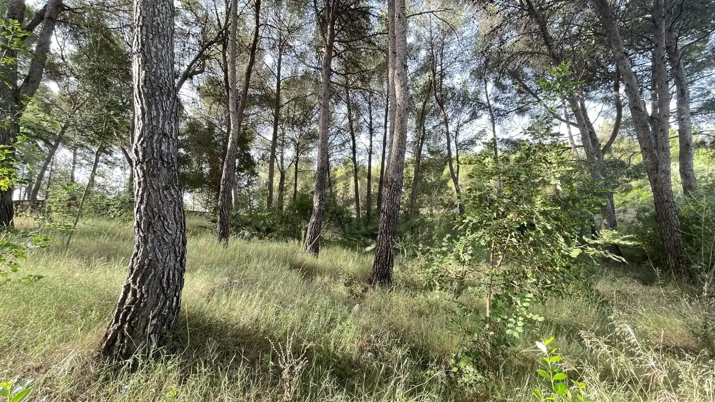 Finca rústica en venta en Carcaixent con Jardín privado, Terraza y Trastero