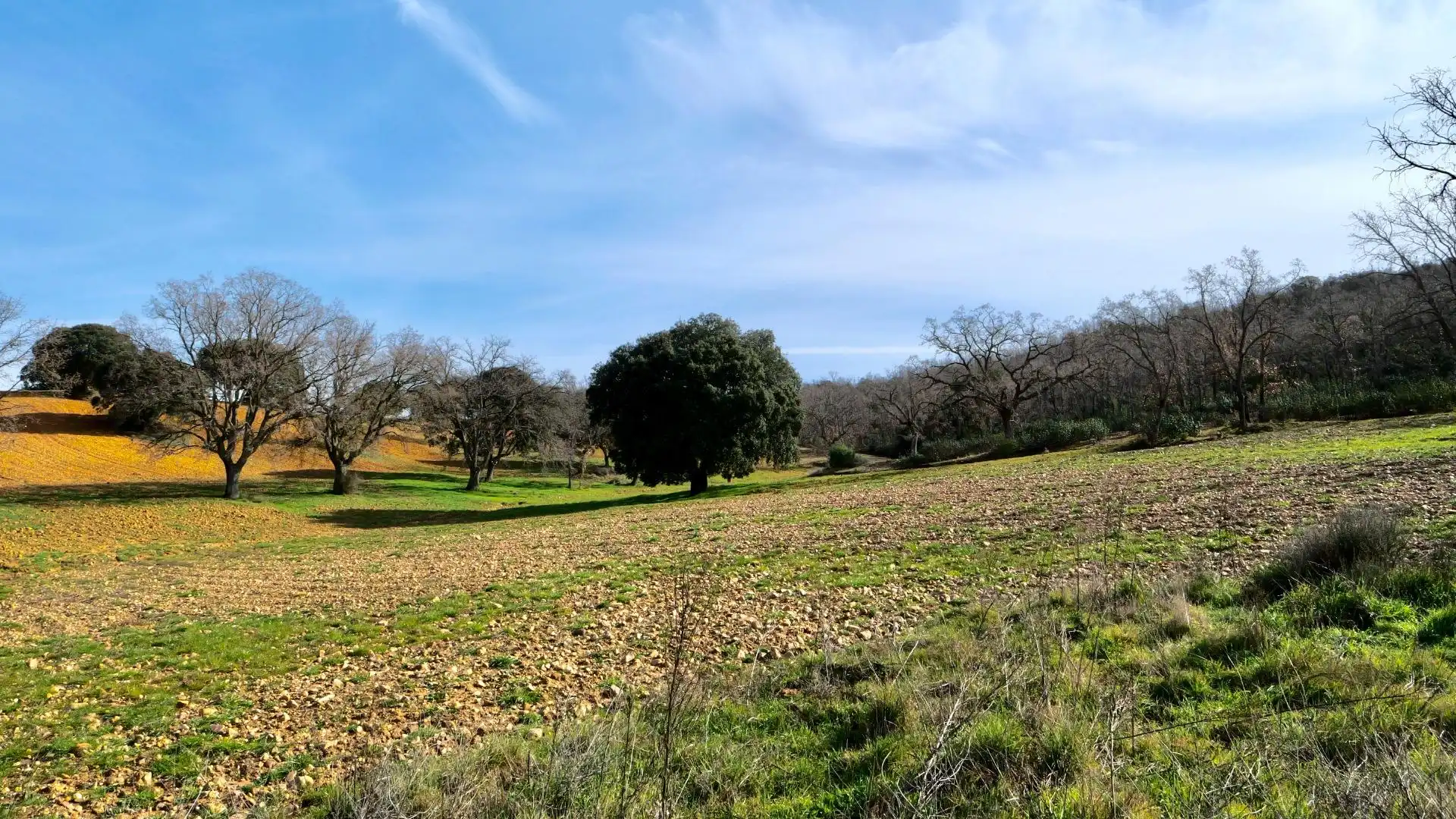 Land for sale in Arbancón