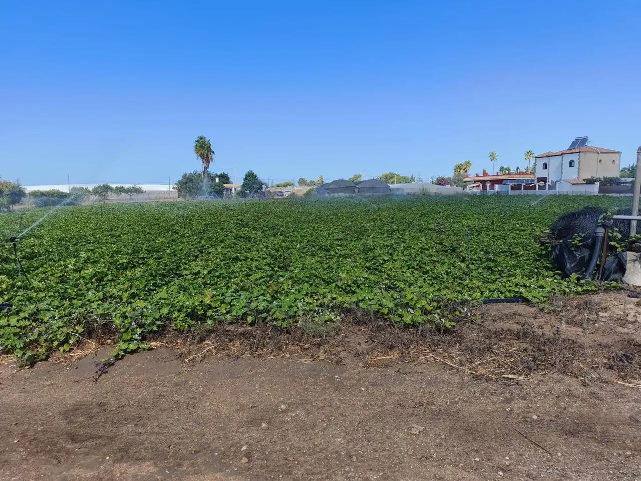 Lands and plots for sale in Camino de la Jara, imagen 7