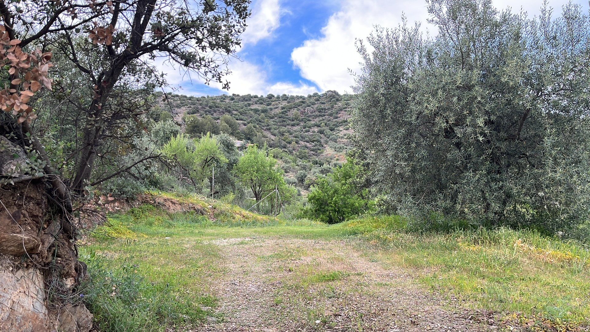Land for sale in Monda