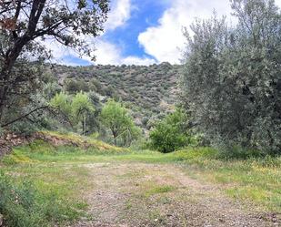 Land for sale in Monda