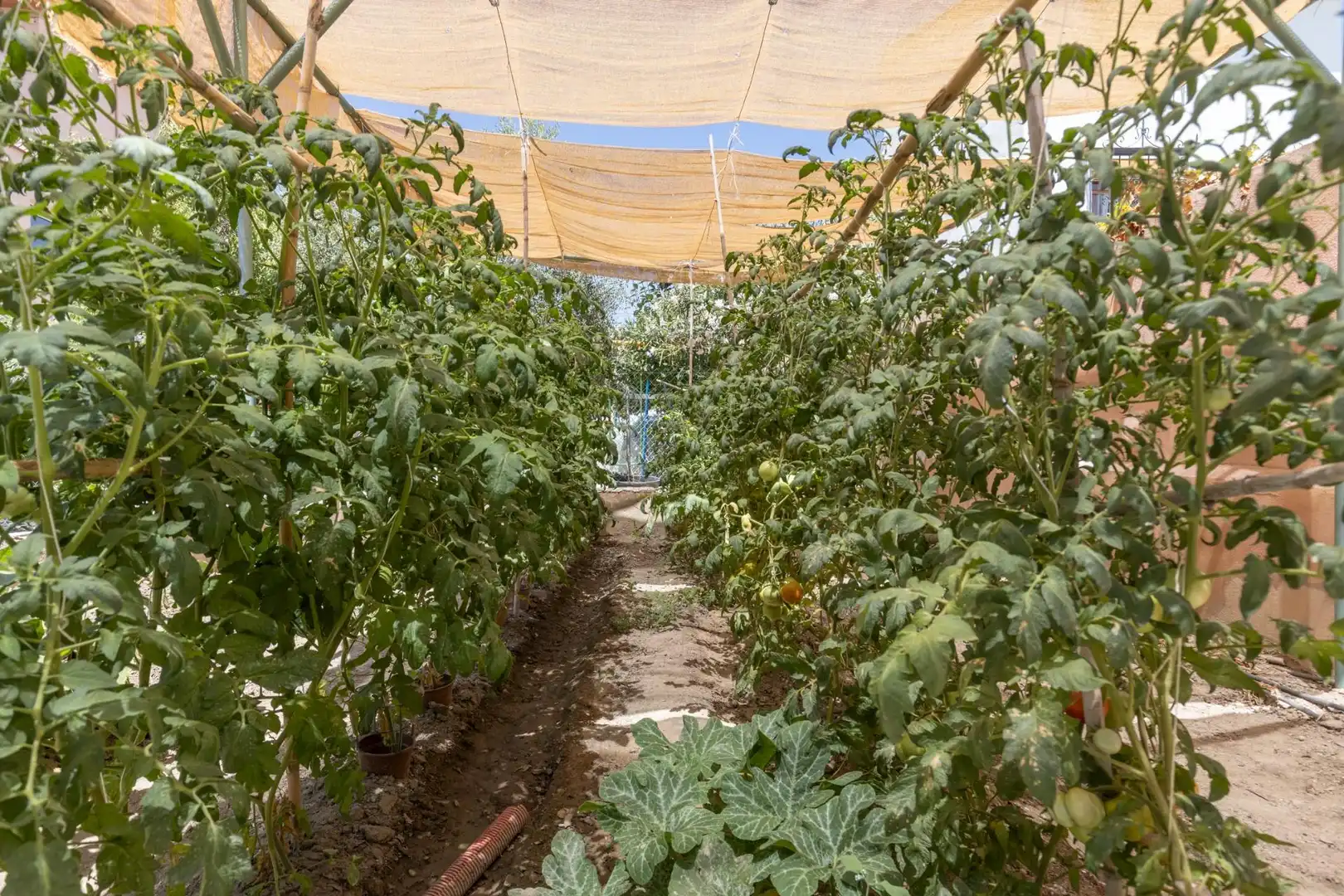 Jardí de Casa o xalet en venda en Las Gabias amb Piscina comunitària