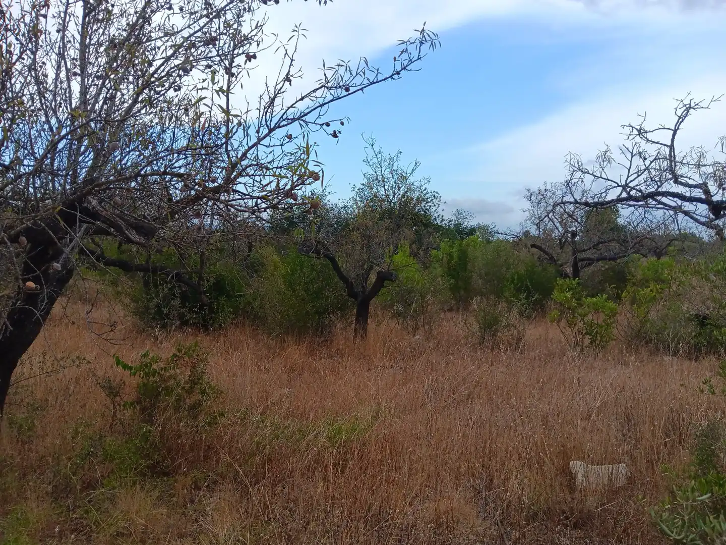 Lands and plots for sale in Roquetes, imagen 6