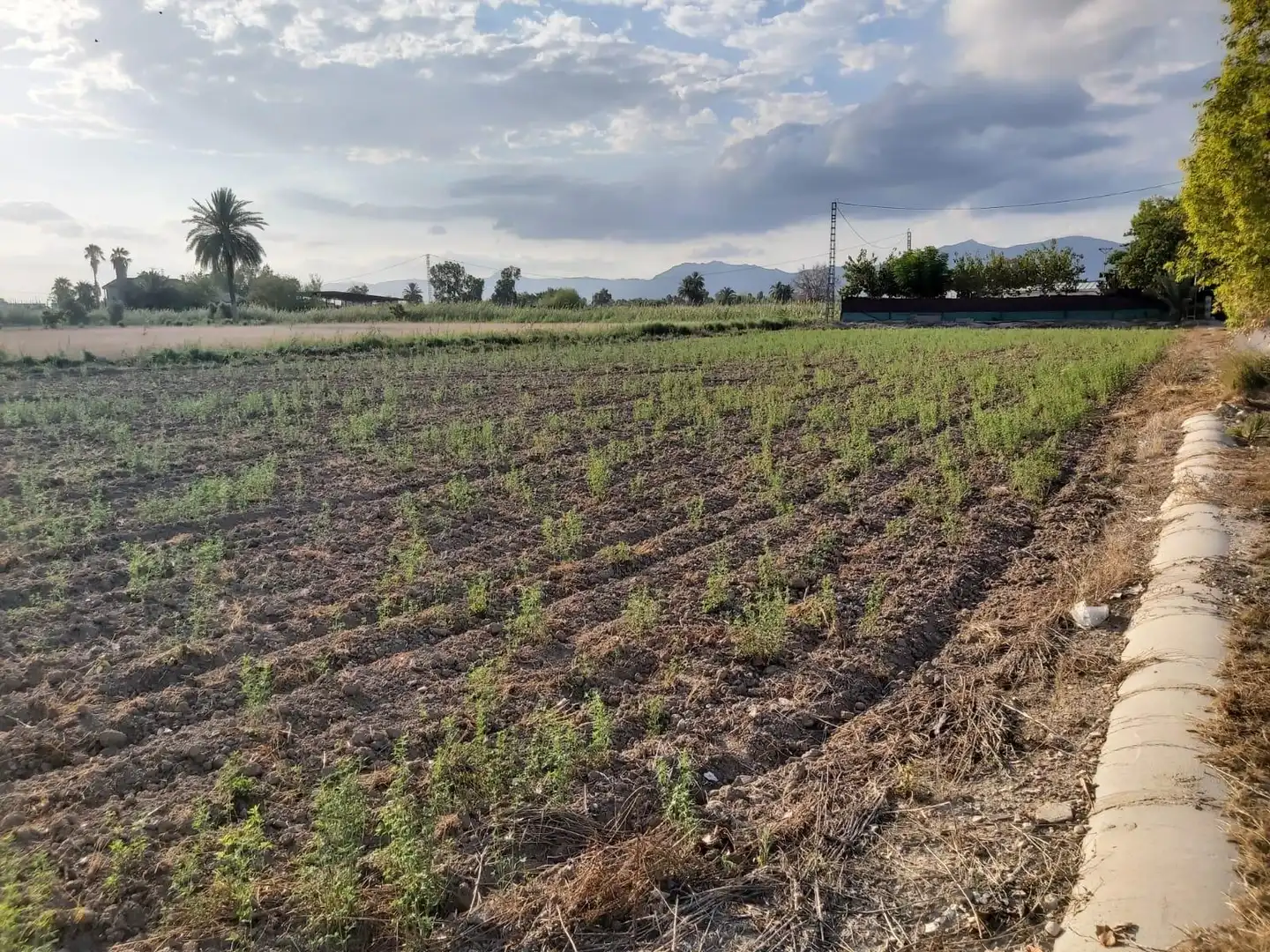 Terreno rustico in vendita a Carretera Carretera de San Felipe, imagen 7