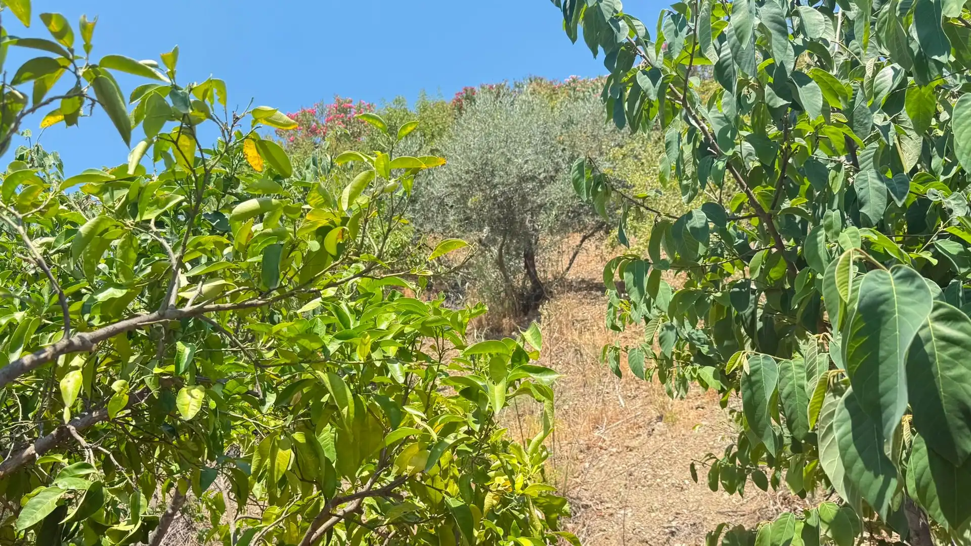 Casa o xalet en venda en Sedella amb Aire condicionat, Jardí privat i Terrassa