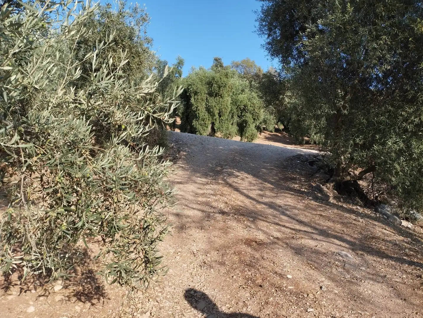 Terreno rustico in vendita a Calle Santa Teresa de Jornet, imagen 5