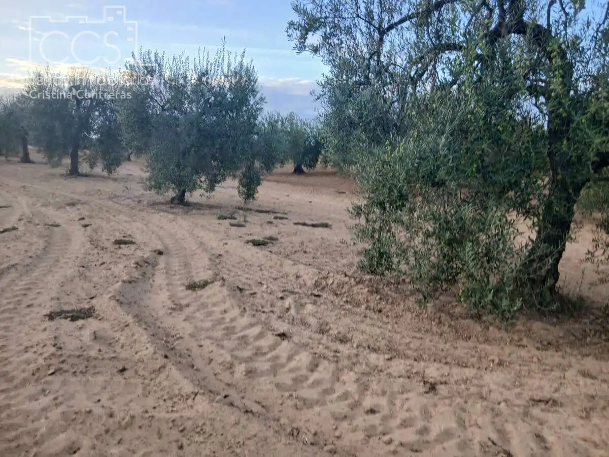 Terreni e lotti in vendita a Almonte ciudad, imagen 10