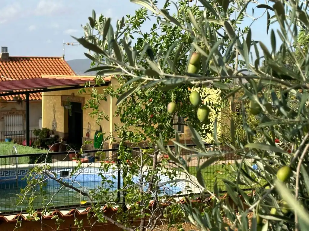 Jardí de Casa o xalet en venda en Magacela amb Jardí privat, Terrassa i Piscina