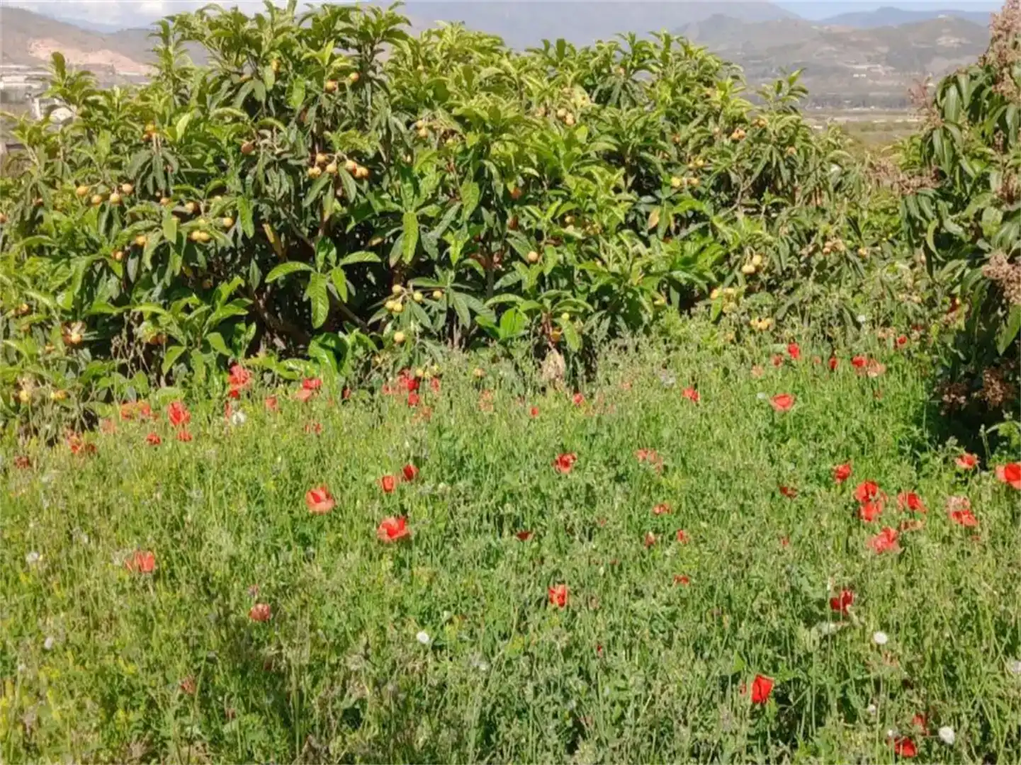 Jardí de Finca rústica en venda en Salobreña