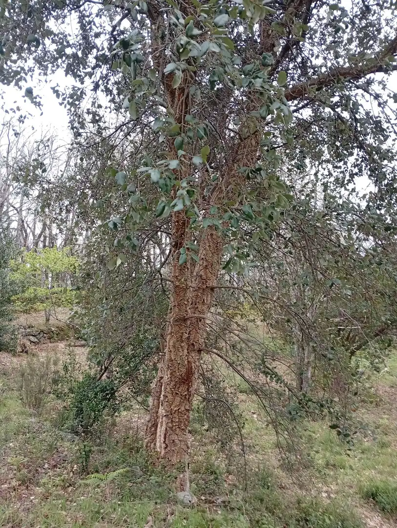 Terreni e lotti in vendita a Valverde de la Vera, imagen 45