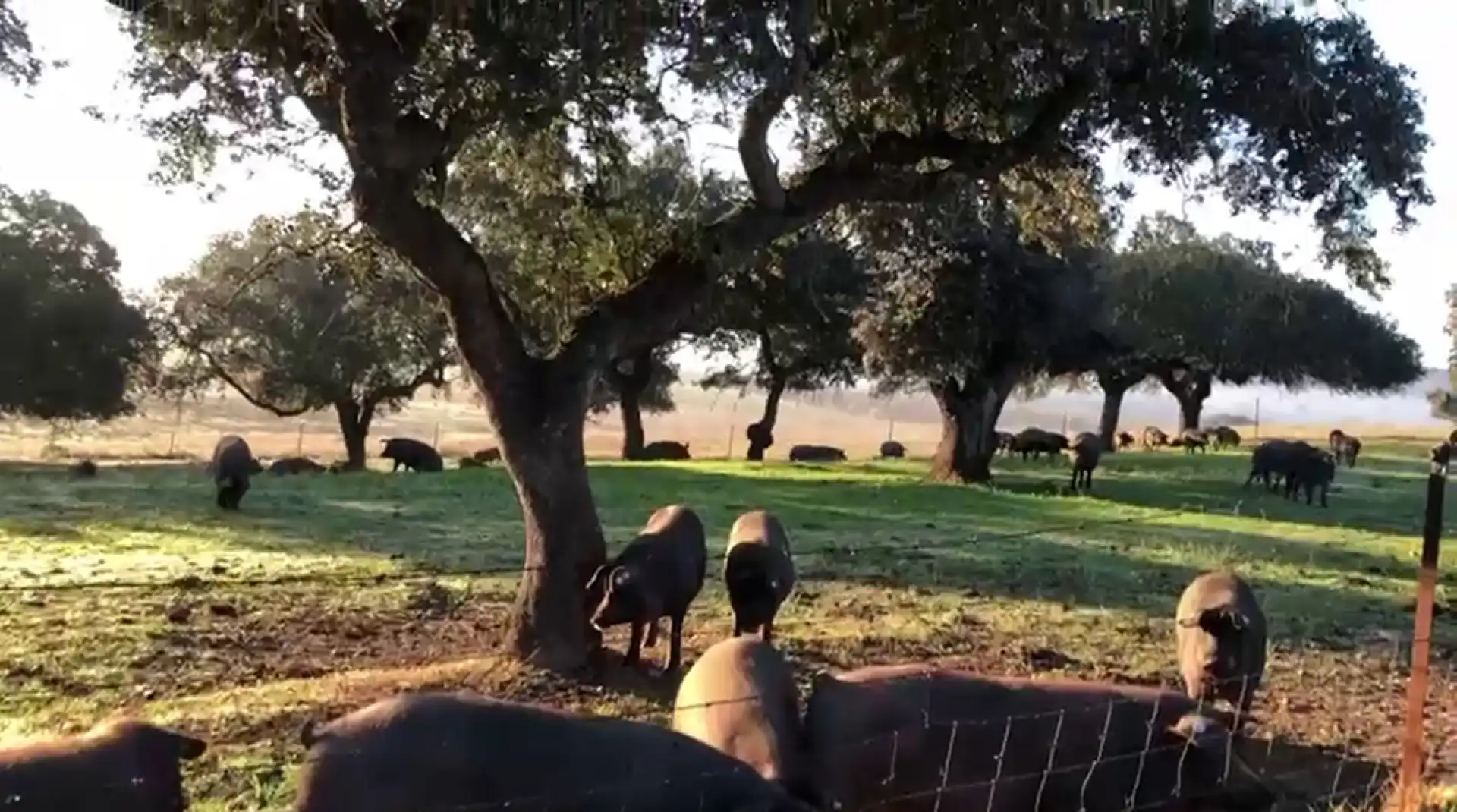 Terreni e lotti in vendita a Olivenza, imagen 16