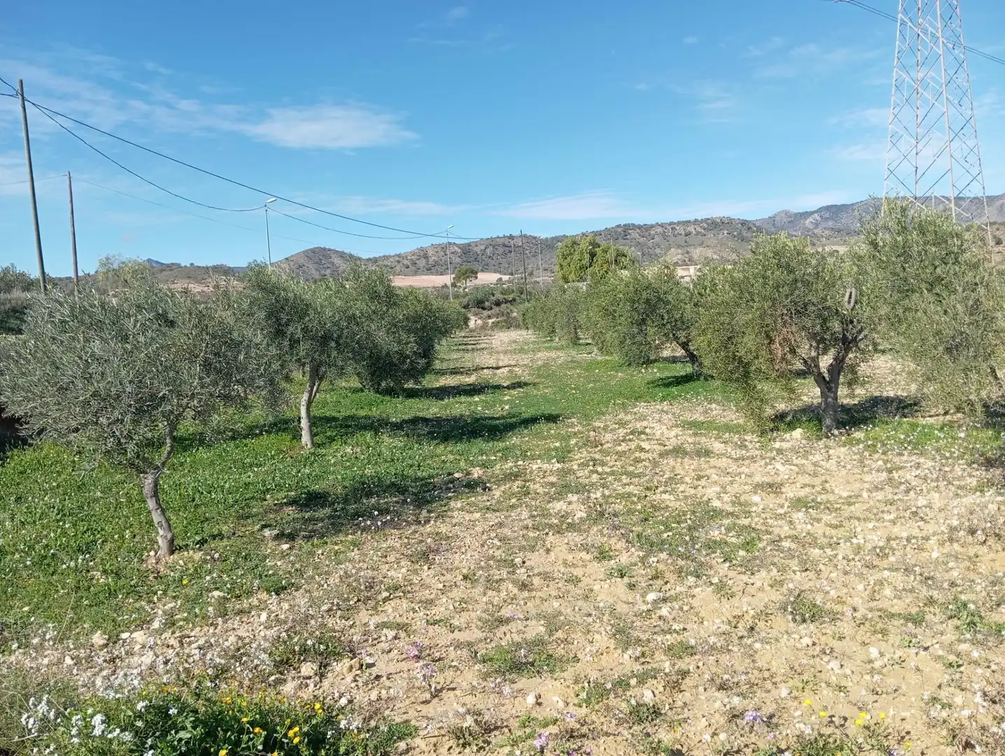Terrain rustique à vendre à Abanilla, imagen 5