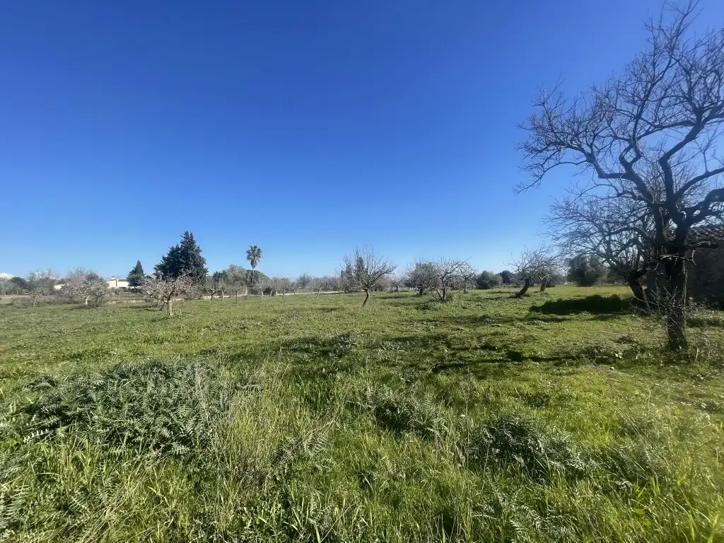 Terrain rustique à vendre à Selva, imagen 8