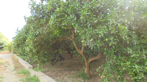 SE VENDE FINCA DE NARANJOS EN RIOJA, ALMERÍA, immagine 4