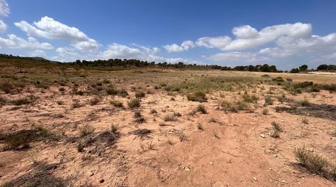 Terreno Jumilla zona Paraje Chamaleta