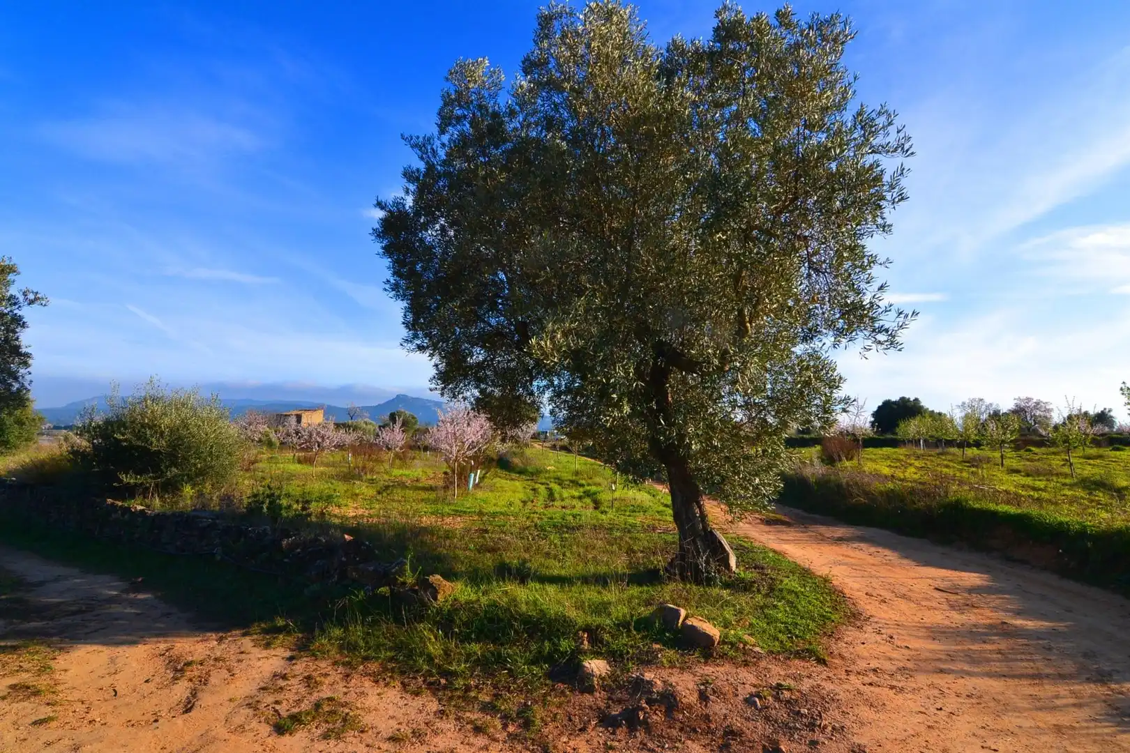 Rural land for sale in Gandesa, imagen 25