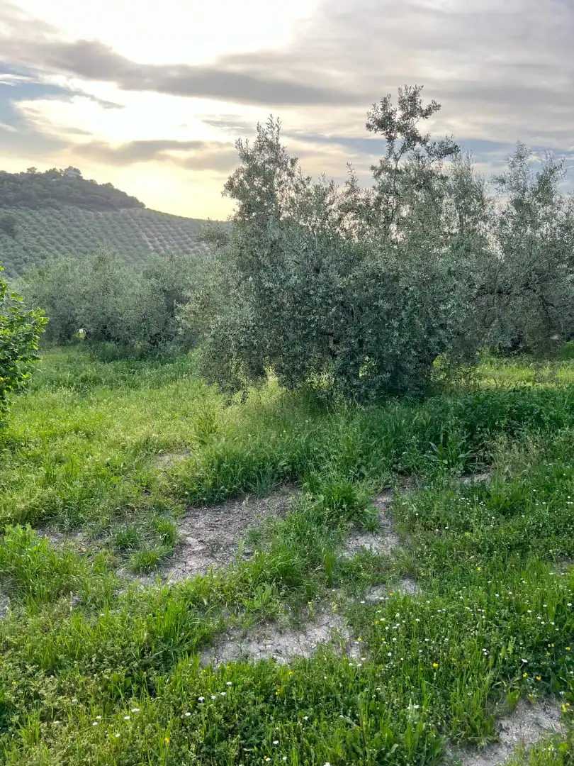 Terreno rustico in vendita a Cabra