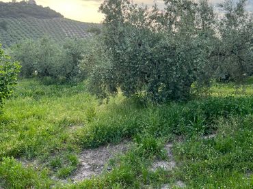 Terreno rustico in vendita a Cabra