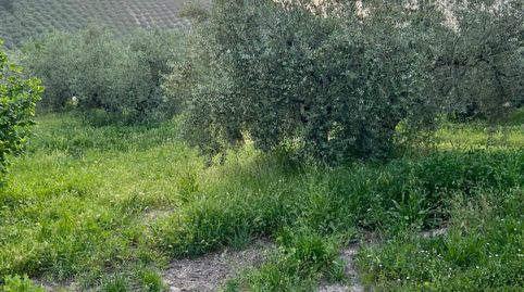FINCA DE GRAN EXPLOTACIÓN EN CABRA
