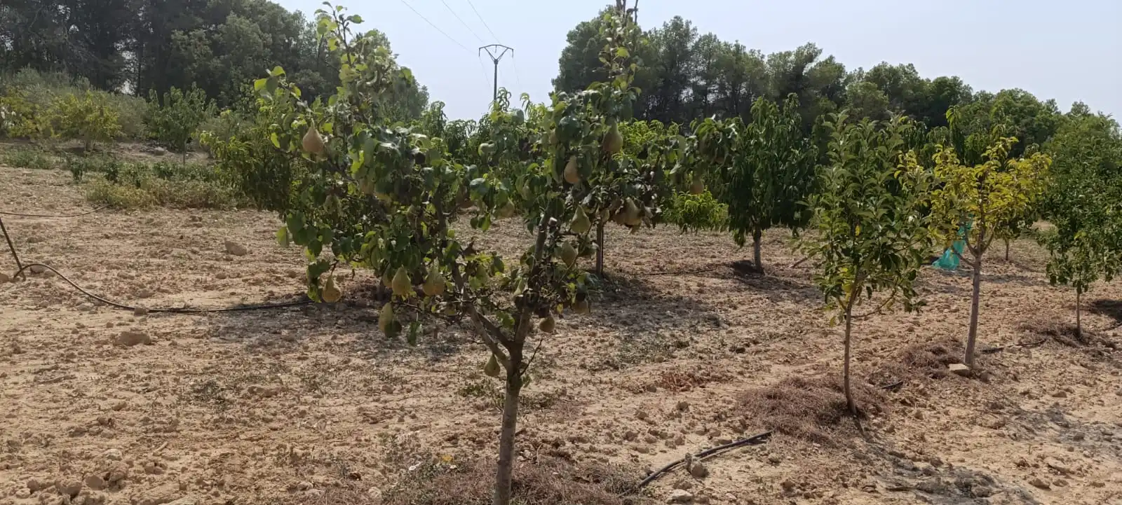 Residencial en venda en Vilalba dels Arcs