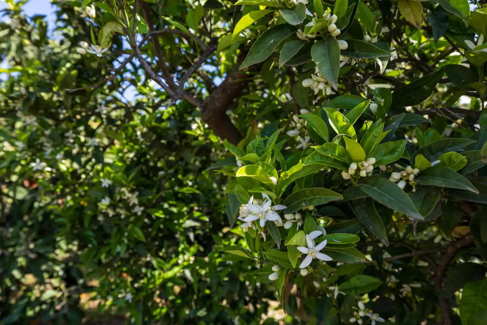 Jardí de Residencial en venda en Lecrín