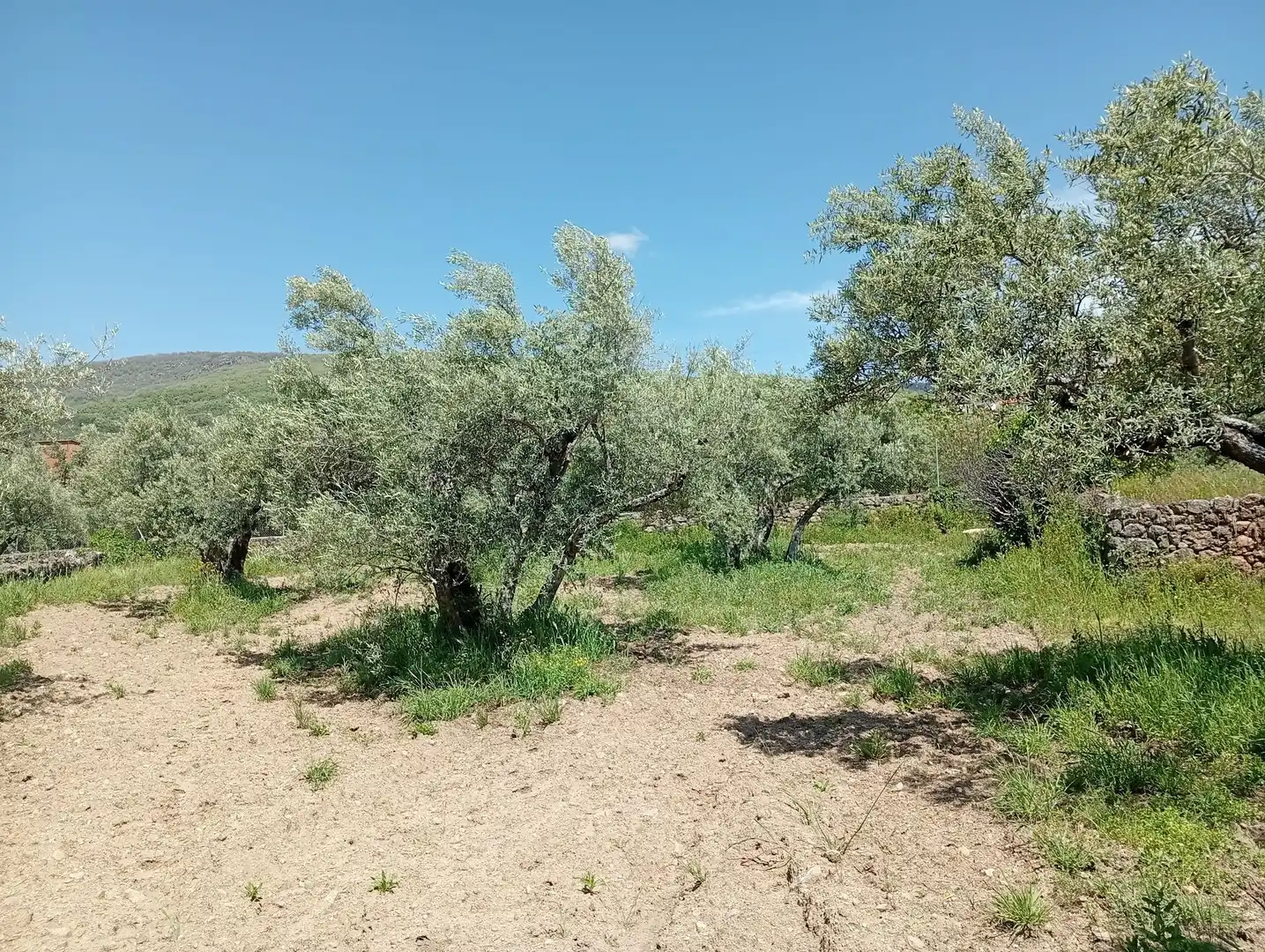 Terreni e lotti in vendita a Villanueva de la Vera, imagen 56