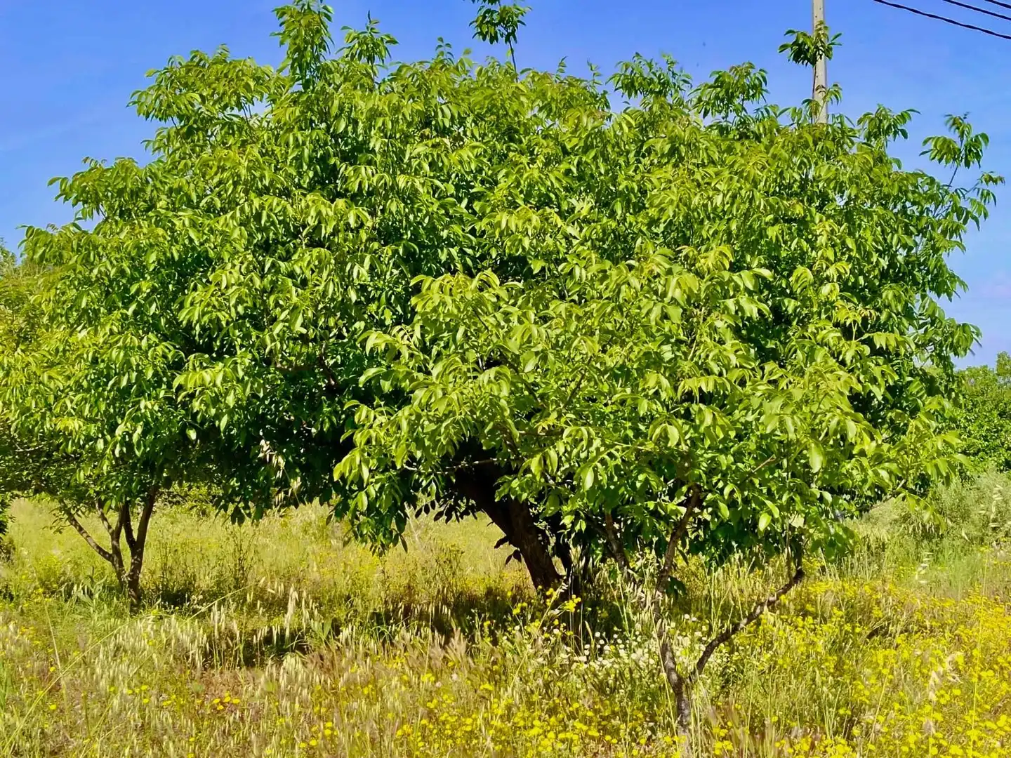 Jardí de Casa o xalet en venda en Penàguila amb Terrassa, Traster i Moblat