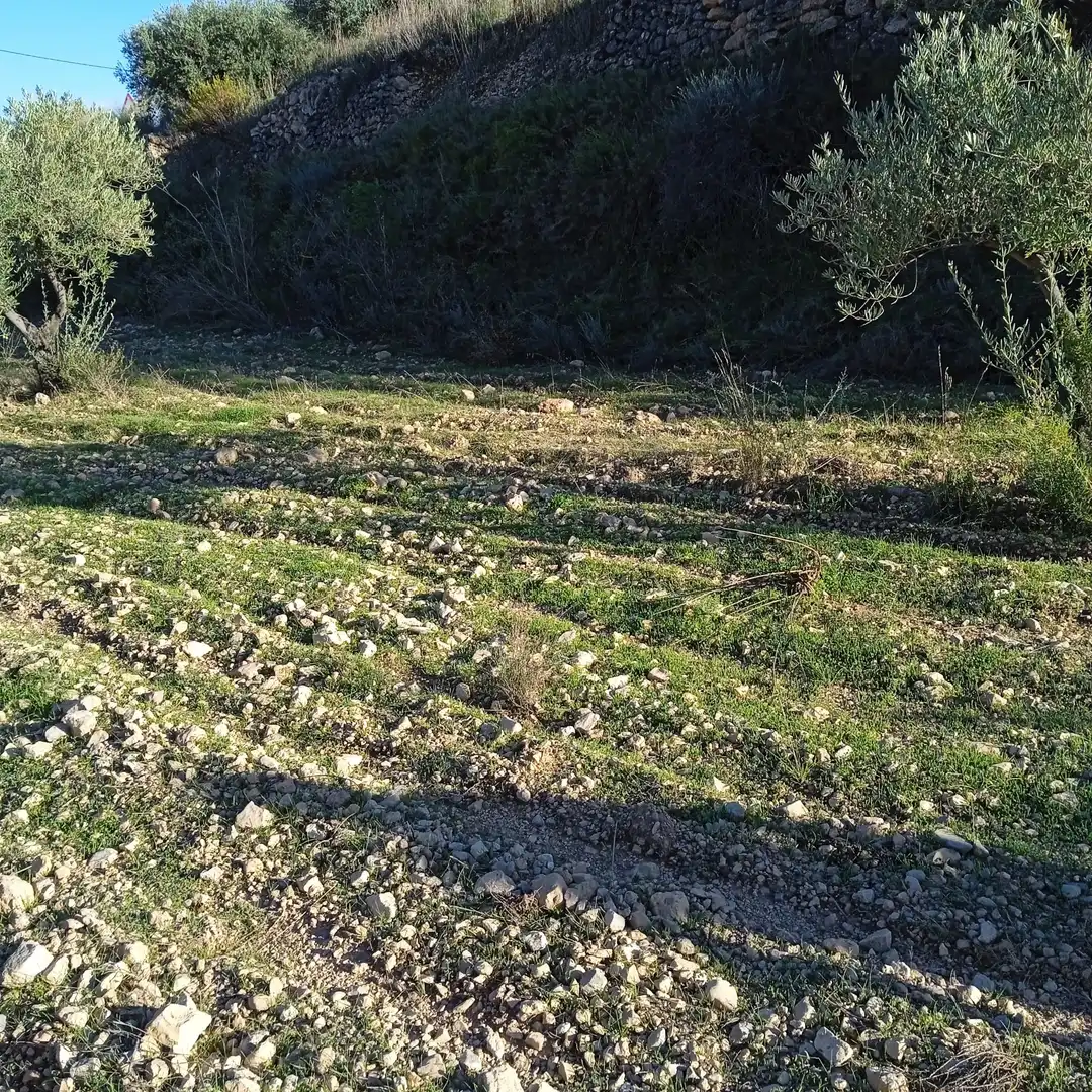 Terreny rústic en venda a La Romana, imagen 8