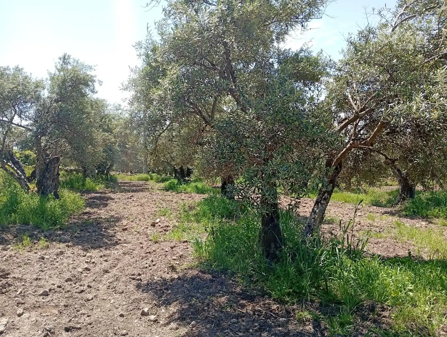 Terreni e lotti in vendita a Villanueva de la Vera, imagen 62
