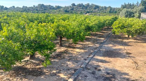 🌿 Venta de 4 parcelas rústicas con naranjos en plena producción