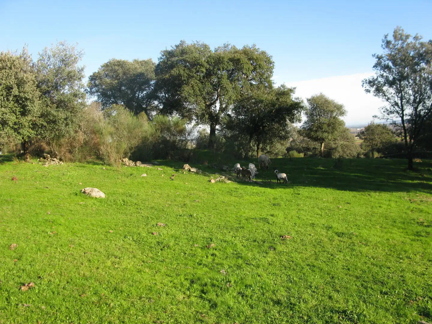 Terreni e lotti in vendita a Jarandilla de la Vera, imagen 4