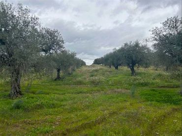 Terreno rustico in vendita a Calle José Barrero Alcalde 15
