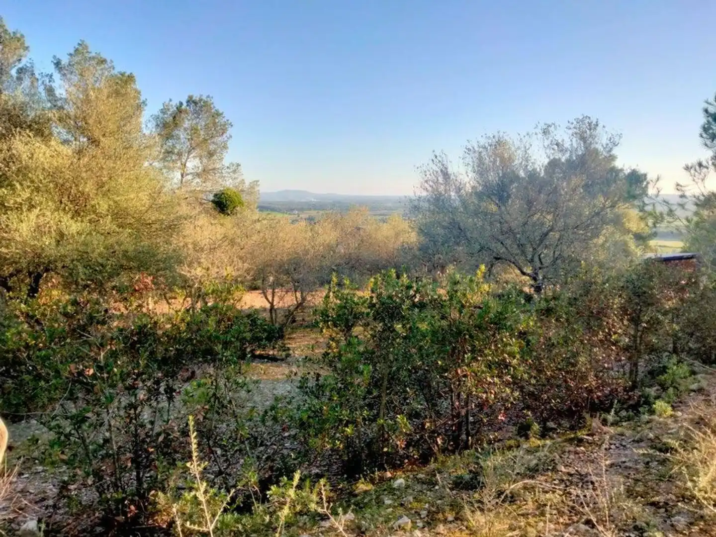 Terreno rústico en venta en Porreres, imagen 2