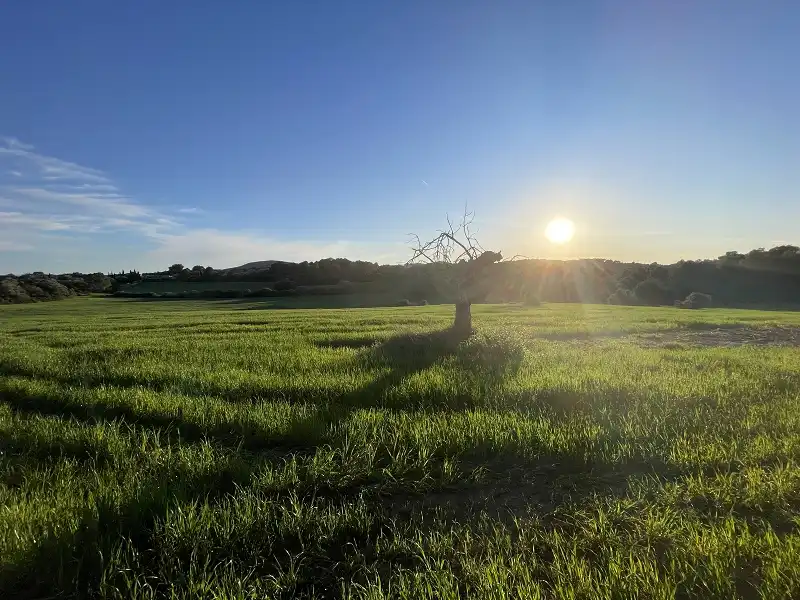 Finca rústica en venda en Manacor