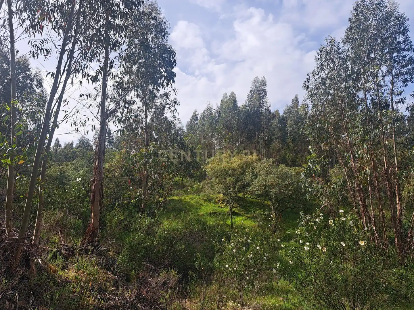 Terreno en venta en Herrera de Alcántara