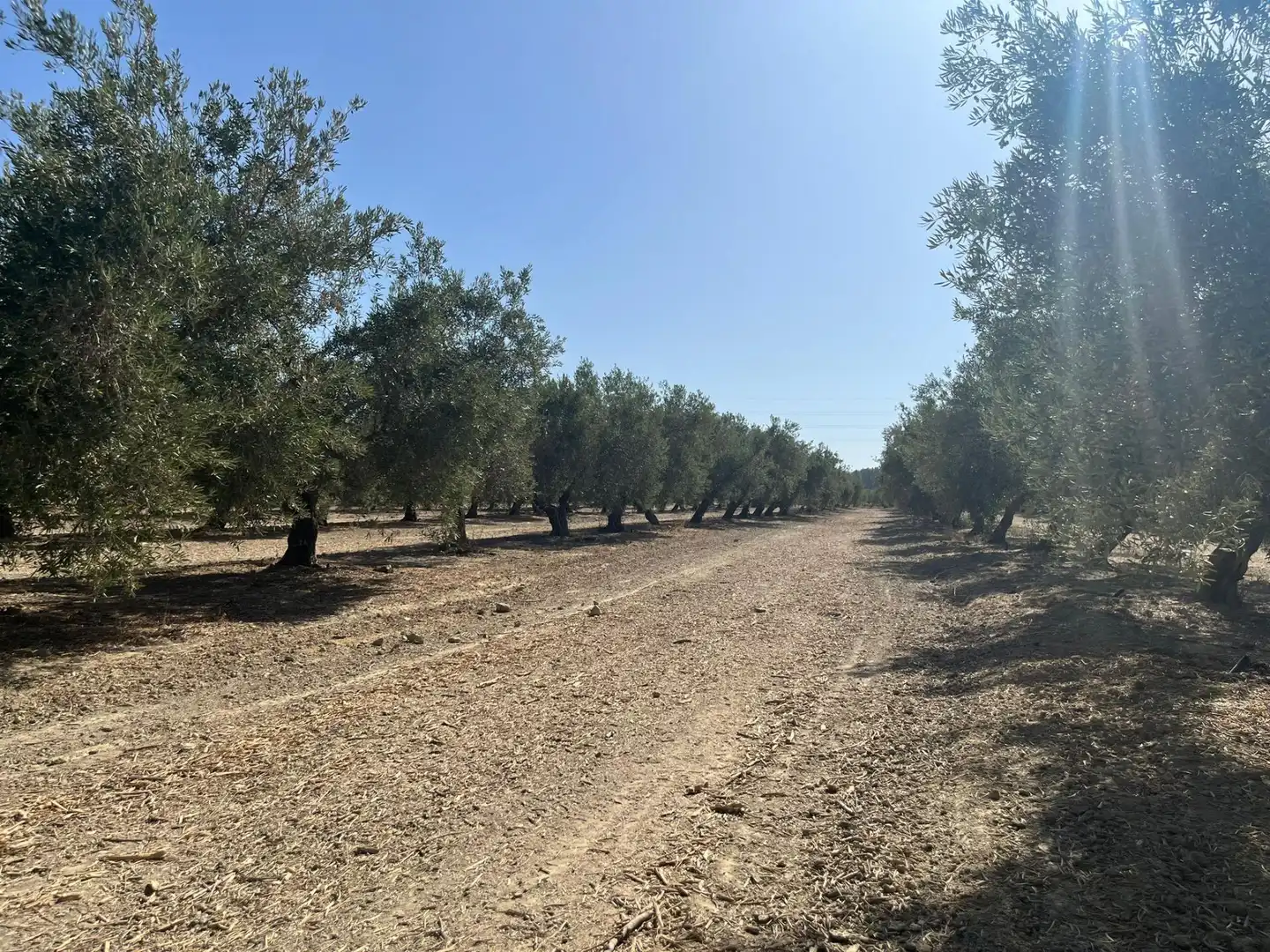 Finca rústica en venta en La Malahá