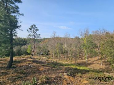 Terrain rustique à vendre à Garrigues 18