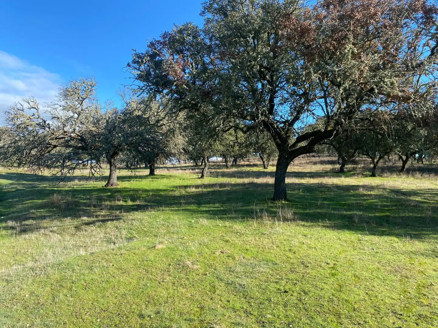 Finca rústica en venta en Buenaventura