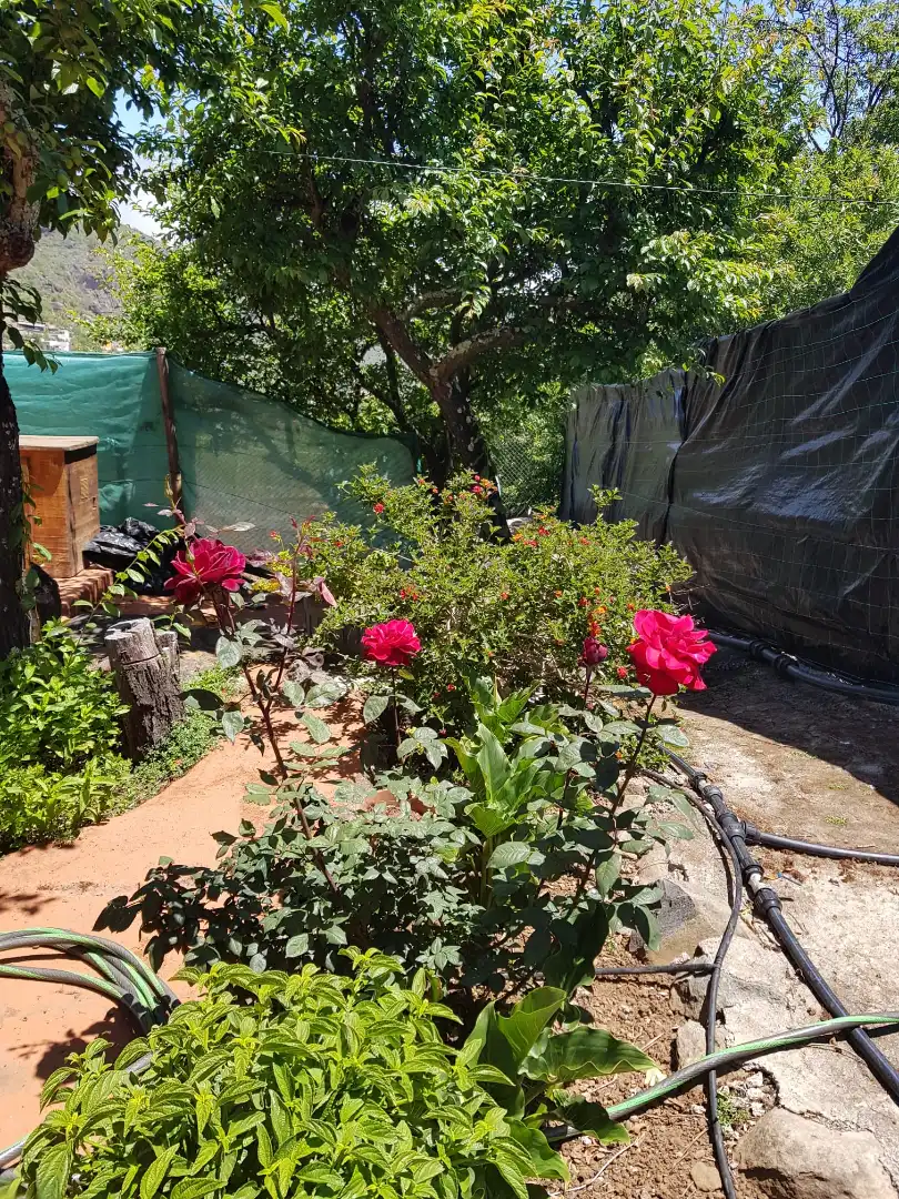 Jardí de Casa o xalet en venda en Valsequillo de Gran Canaria amb Jardí privat, Terrassa i Traster