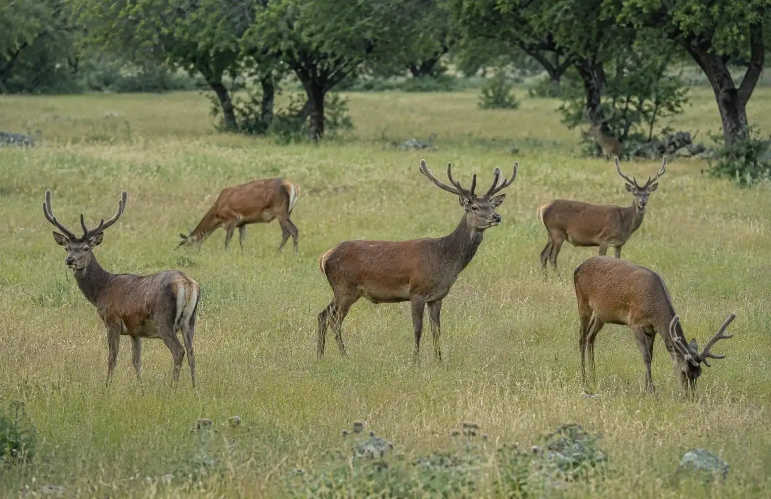 Jardí de Finca rústica en venda en Almadén