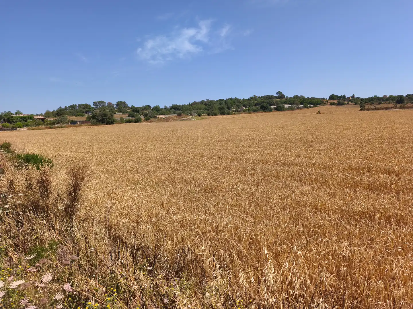 Terreno rustico in vendita a Montuïri, imagen 4
