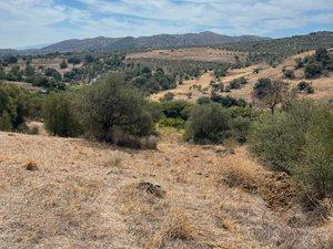 Land for sale in Monda