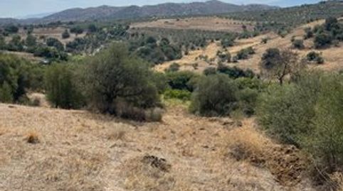 Terreno con olivos en venta en Guaro