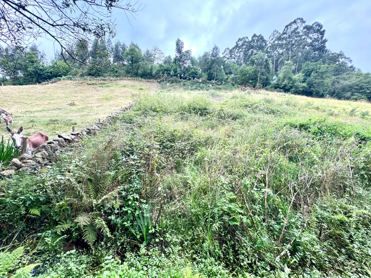 Terreno en venta en Villaviciosa