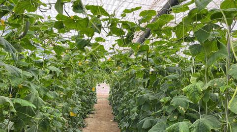 Foto 5 de Residencial en venda a Pozo de los Frailes - Presillas - Albaricoques, Almería