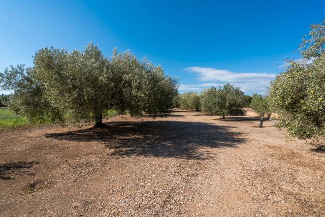 Terreno en Venta en Carrer Pagesia en Santa Bàrbara